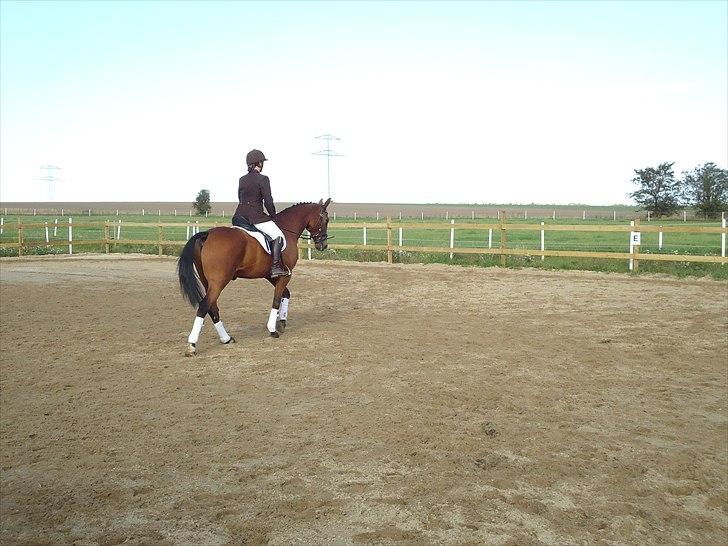 Anden særlig race Ibsalon billede 12