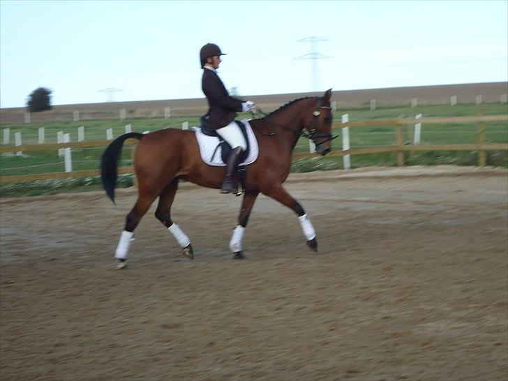 Anden særlig race Ibsalon billede 13