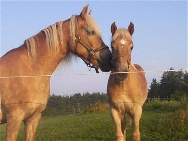 Tyroler Haflinger Nam Nam *DrØmMePoNyEn*  - Min lille Baby Pony :´) ( 2006 ) billede 1