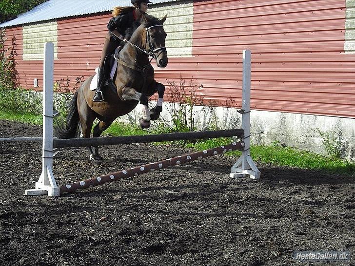 Hannoveraner Shakira (gl. part) - spring på Shakira :), fra første gang vi sprang  billede 17