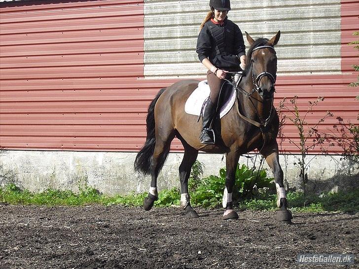 Hannoveraner Shakira (gl. part) billede 18