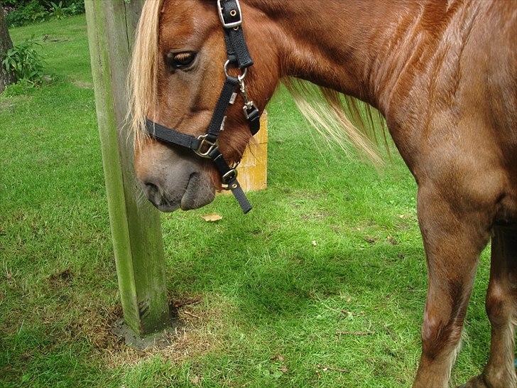 Shetlænder Flaxen - kan lide dette billed fordi, han har et fantasdisk udtryk, og fordi han lige er blevet vasket:D billede 17