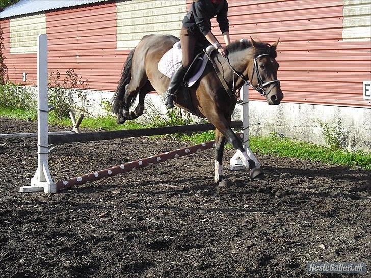 Hannoveraner Shakira (gl. part) billede 19