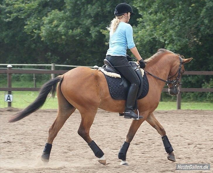 Belgisk Sportspony Jacorde "E" Van Het Juxschot *SOLGT* billede 11