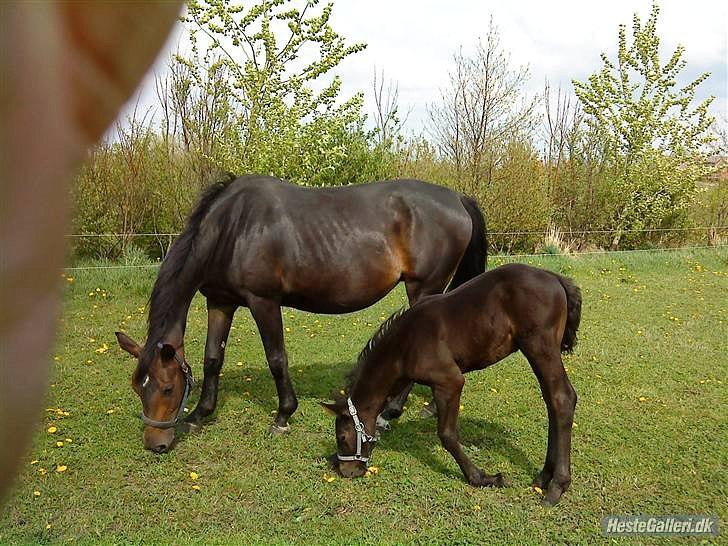Anden særlig race Ravnholts Blaze billede 3