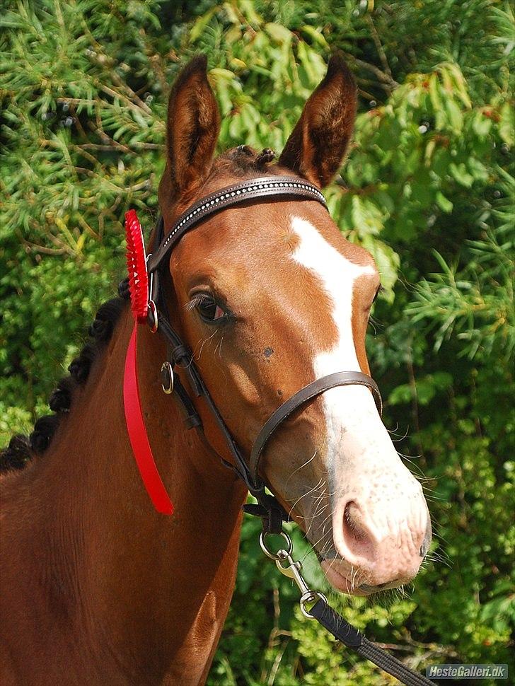 Dansk Varmblod Søballegårds Wonder Hit - Velkommen til Wonder Hit´s profil, læg gerne en kommentar og en bedømmelse ;) billede 1