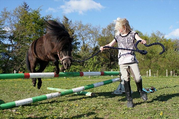 Shetlænder Morticia <3 (tidligere Trunte) - Velkommen til Morticias profil :D - springer med Sally-barnet billede 3