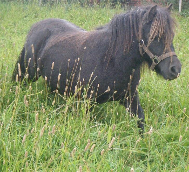 Shetlænder Morticia <3 (tidligere Trunte) - Morticia på græs, uhhh et drømmeliv :D billede 13