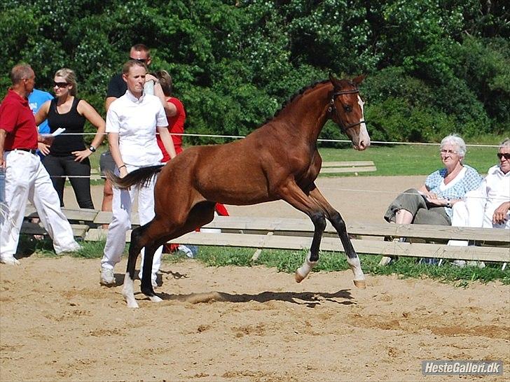Dansk Varmblod Søballegårds Wonder Hit - 
 følskuet i Ikast 2010 billede 4