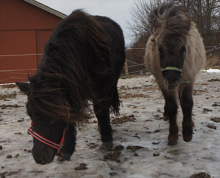 Shetlænder Morticia <3 (tidligere Trunte) - Morticia & Silver Chancé billede 14