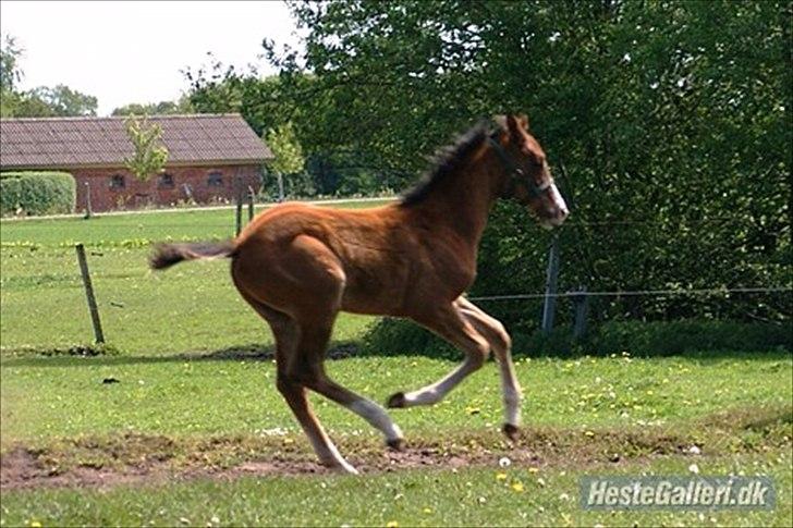 Dansk Varmblod Søballegårds Wonder Hit -  2010 billede 5