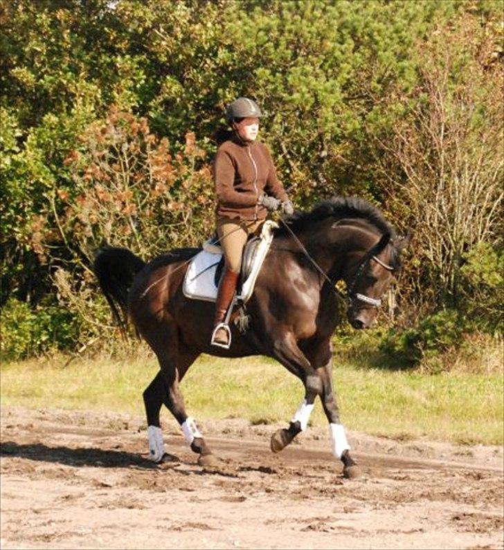 Trakehner Gozet baron SOLGT billede 2