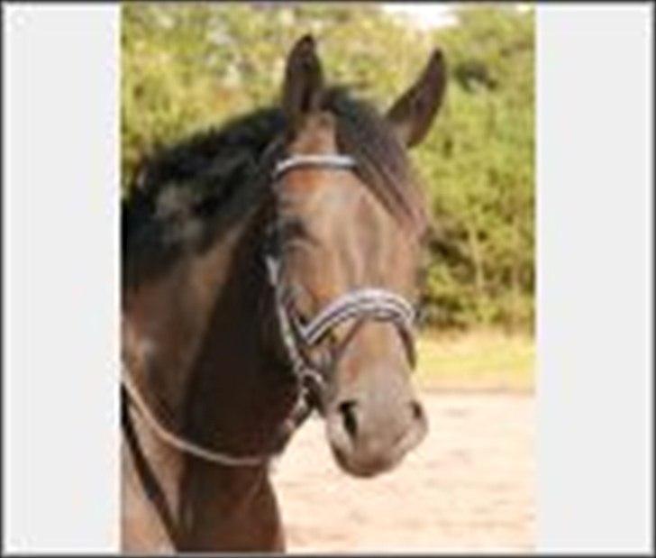 Trakehner Gozet baron SOLGT billede 3