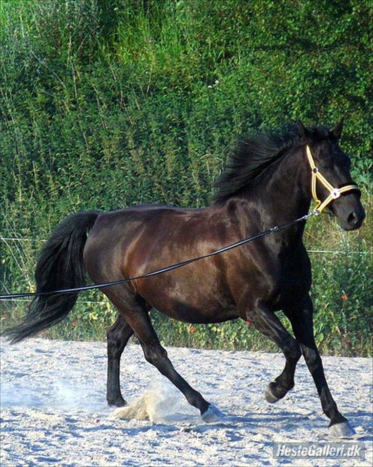 Oldenborg Cirkeline  - Cirkeline billede 1