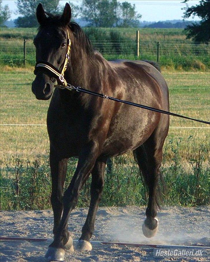 Oldenborg Cirkeline  - Cirkeline billede 2