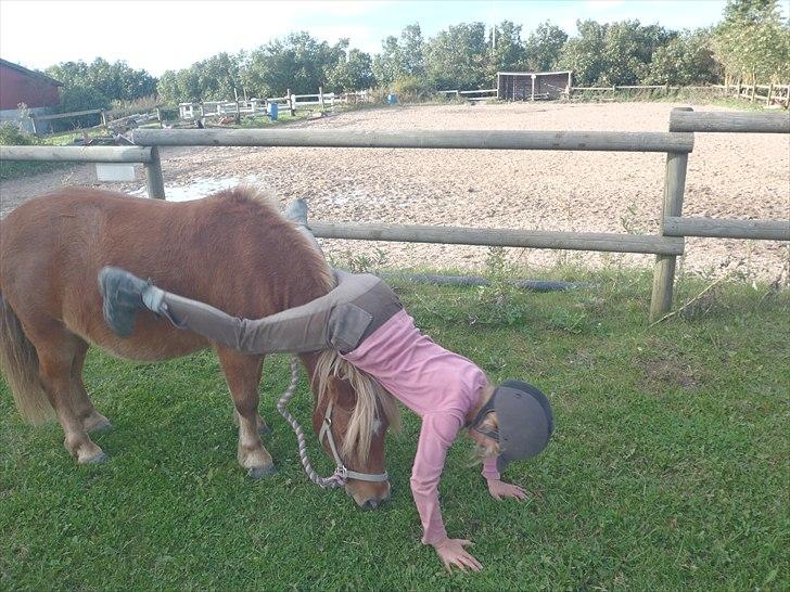 Anden særlig race Bølle Bob  <3 billede 20