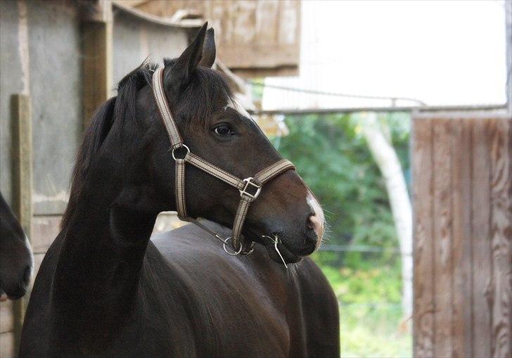 Dansk Varmblod | Rolando | billede 16