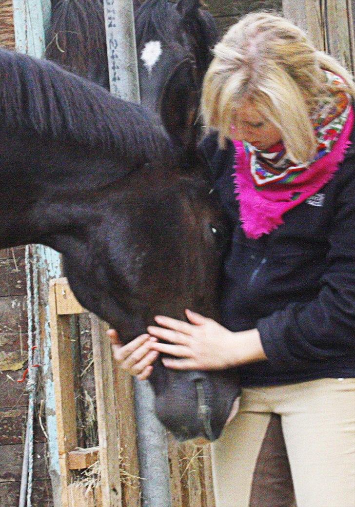 Dansk Varmblod | Rolando | billede 17