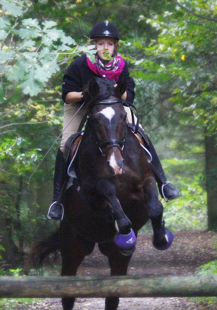 Dansk Varmblod | Rolando | billede 18