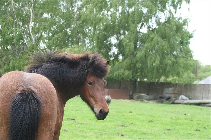 Islænder Hekla myhren - Sommer 2012
Det er dette glade og nysgerrige dyr jeg savner hver dag, og mangler i min hverdag <3 billede 2