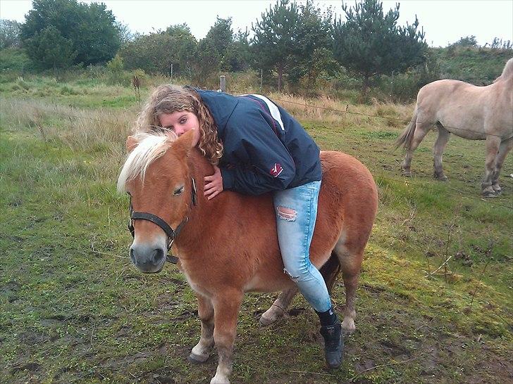 Shetlænder Felix  billede 13