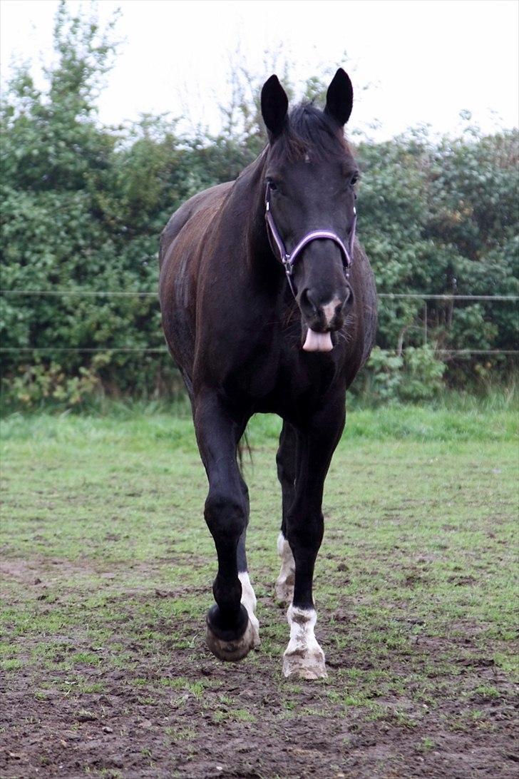 Oldenborg Montana Vestermølle, Solgt til Fredensborg. billede 13