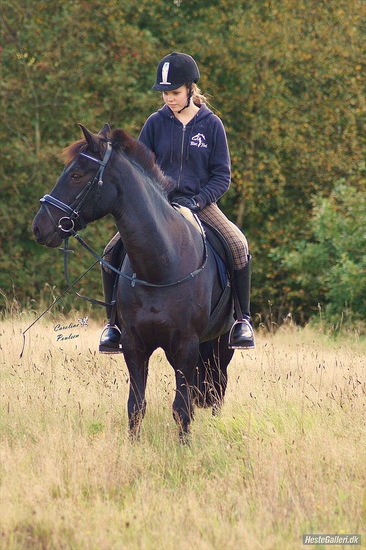 Anden særlig race Avantih <33 billede 13