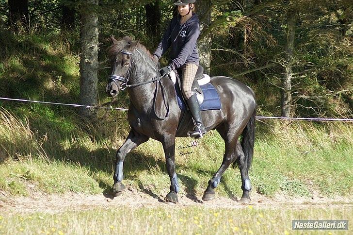 Anden særlig race Avantih <33 billede 14