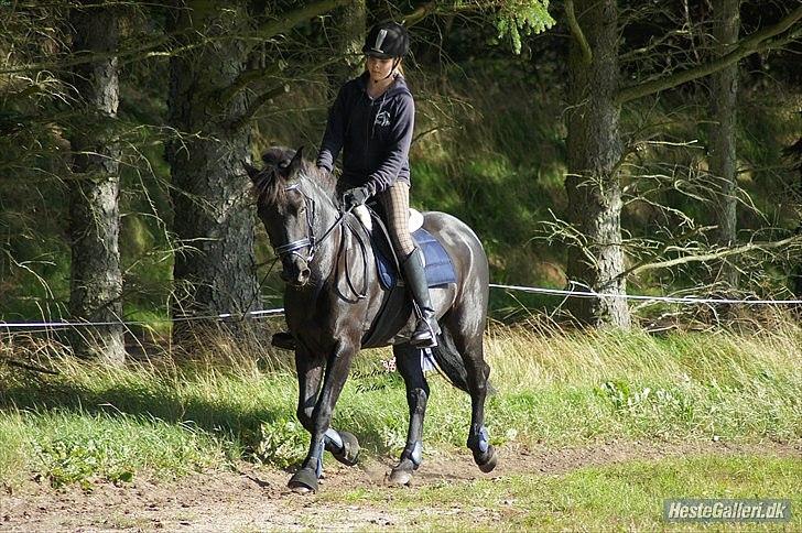 Anden særlig race Avantih <33 billede 15