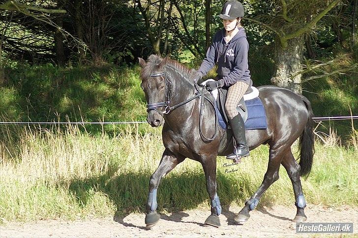 Anden særlig race Avantih <33 billede 16