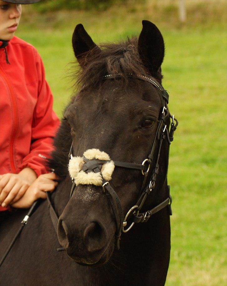 Anden særlig race Avantih <33 billede 17