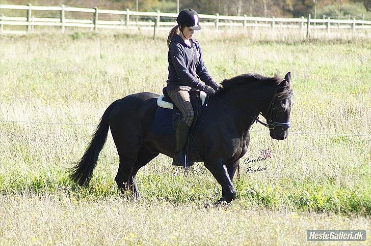 Anden særlig race Avantih <33 billede 18