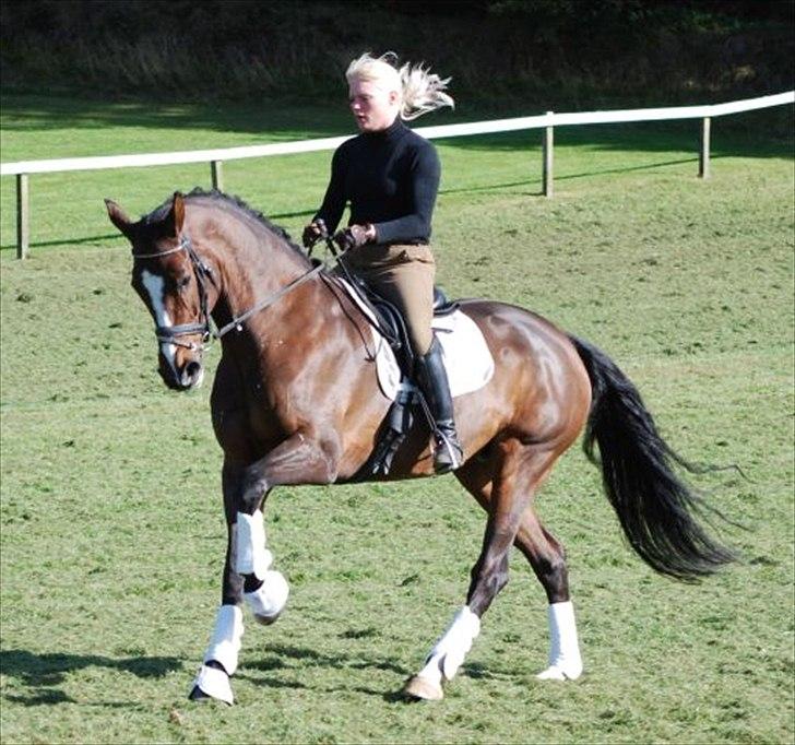 Dansk Varmblod Tiara billede 14