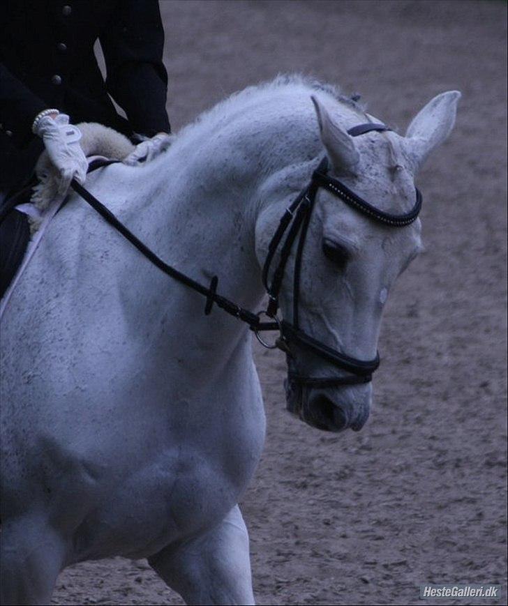 Dansk Varmblod La Troya ( solgt ) - Søndag d 14/5-2011 Dressur stævne Troya og Julie. Fotograf: Anja Andersen billede 9