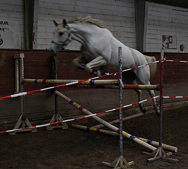 Dansk Varmblod La Troya ( solgt ) - Søndag d 26/9-2010 Løsspring. Fotograf: Anja Andersen billede 10