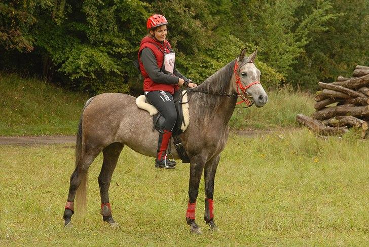 Arabisk fuldblod (OX) Alicia OX - Min lækre hest. billede 7