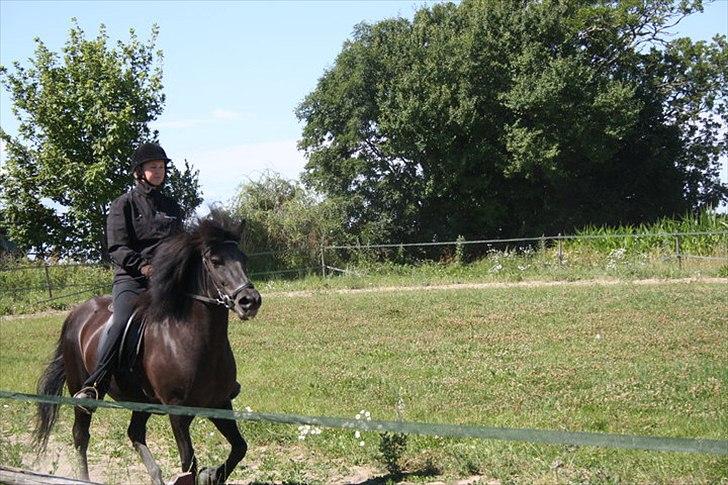 Islænder Assa billede 10