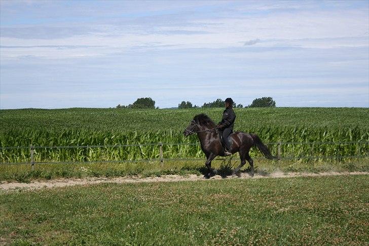 Islænder Assa billede 11