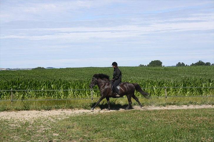 Islænder Assa billede 12