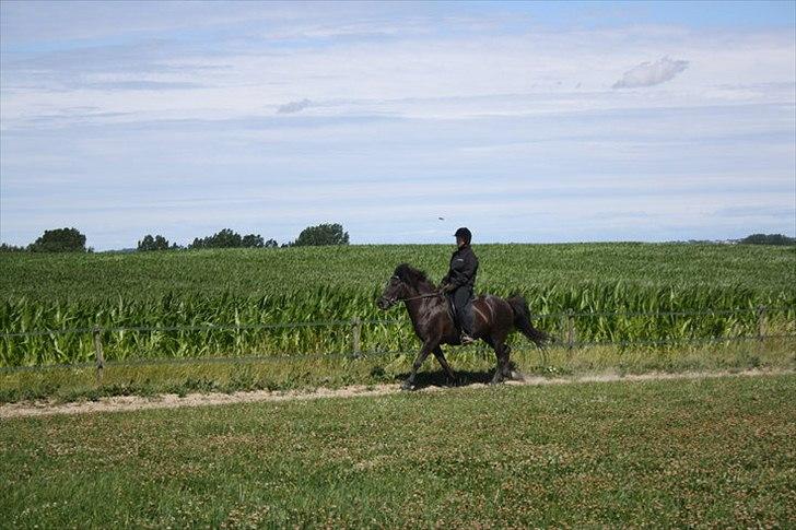 Islænder Assa billede 14