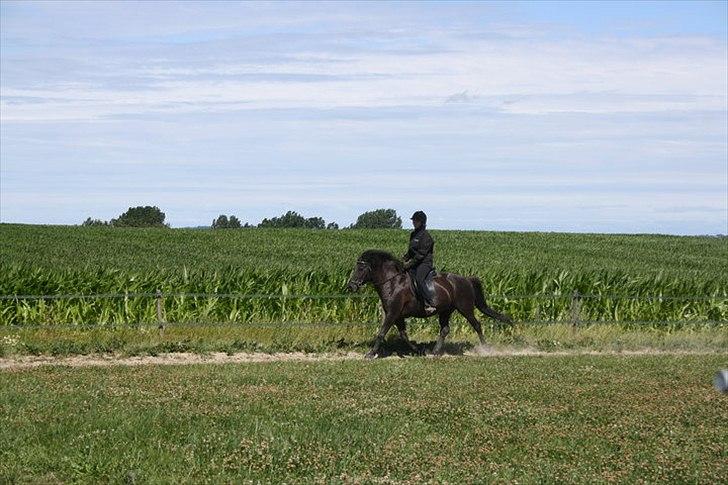 Islænder Assa billede 15