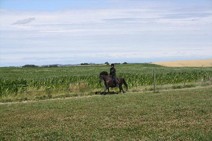 Islænder Assa billede 16