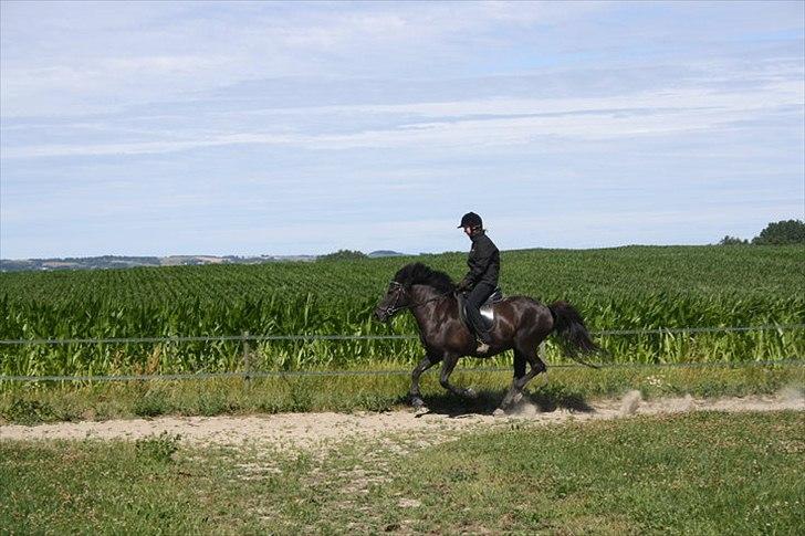 Islænder Assa billede 17