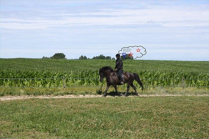 Islænder Assa billede 18