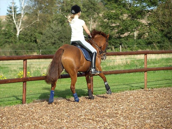 Tysk Sportspony Lykkes Maguire B pony - turen der hjemme billede 5