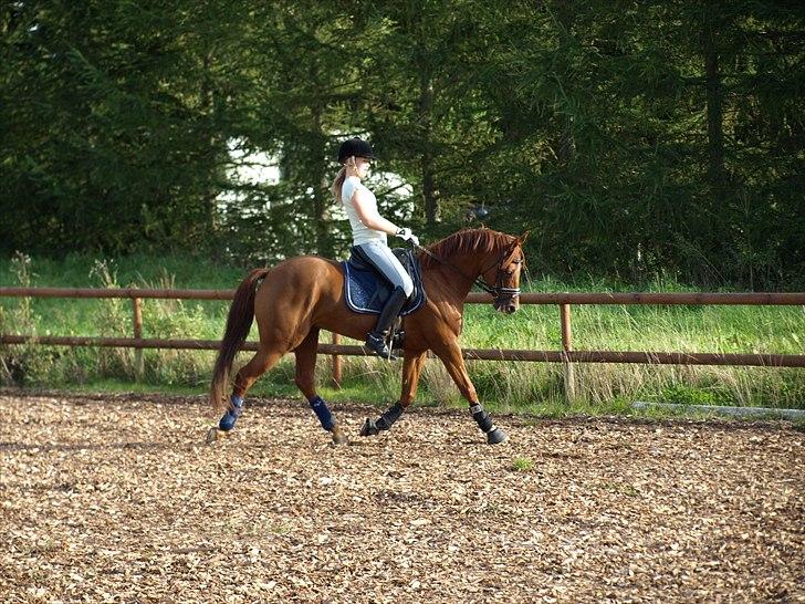 Tysk Sportspony Lykkes Maguire B pony - rider på drengen der hjemme billede 6