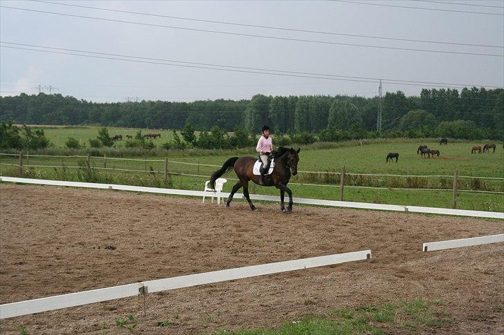 Oldenborg Teglgårdens  Farengo  - galop ... nu uden bagpart :) -lidt uheldigt billed  billede 14