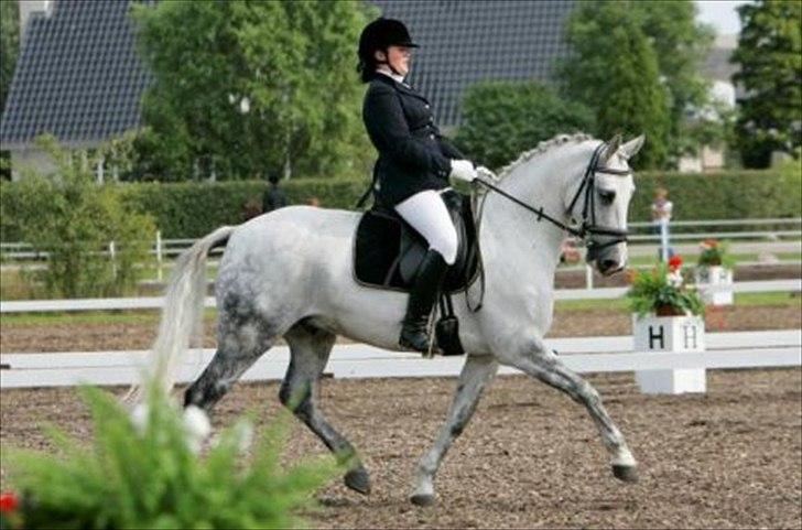 Tysk Sportspony Max 375 R.I.P <3 - Max og jeg i trevers. Synes selv han ligner lidt en mini udgave af BH Martine på det her billede hihi ;i billede 1