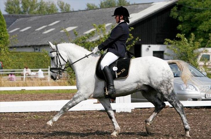 Tysk Sportspony Max 375 R.I.P <3 - Max og jeg i fri-trav under DM billede 2
