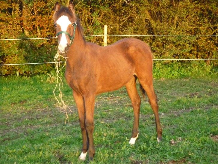 Welsh Partbred (Sec F) Holstegårds Walde - Flot fyr!! billede 2